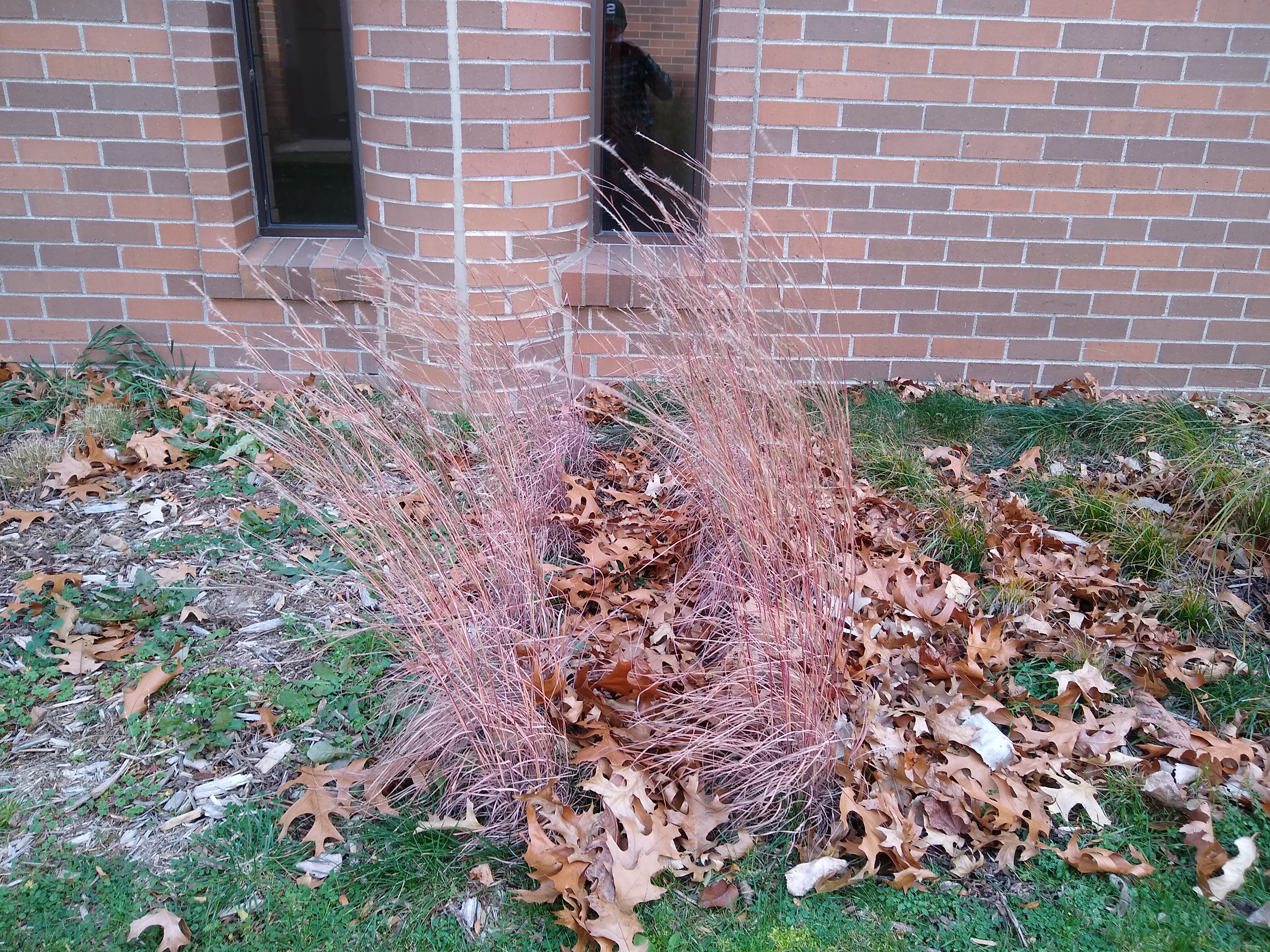 Little bluestem foliage